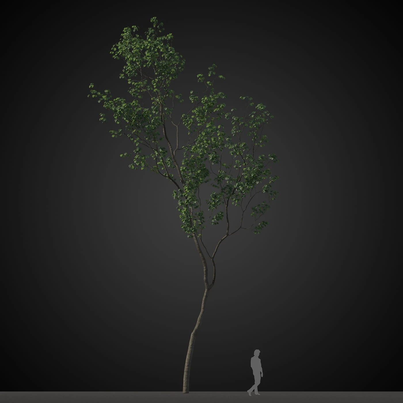 trees 010 — Descargar