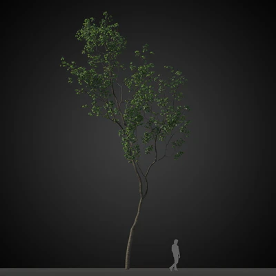 trees 010 — Descargar