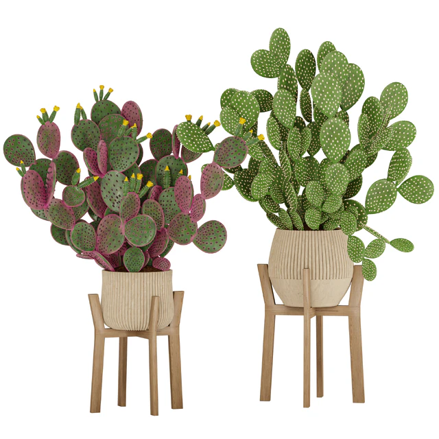 Prickly Cactus Set — Descargar