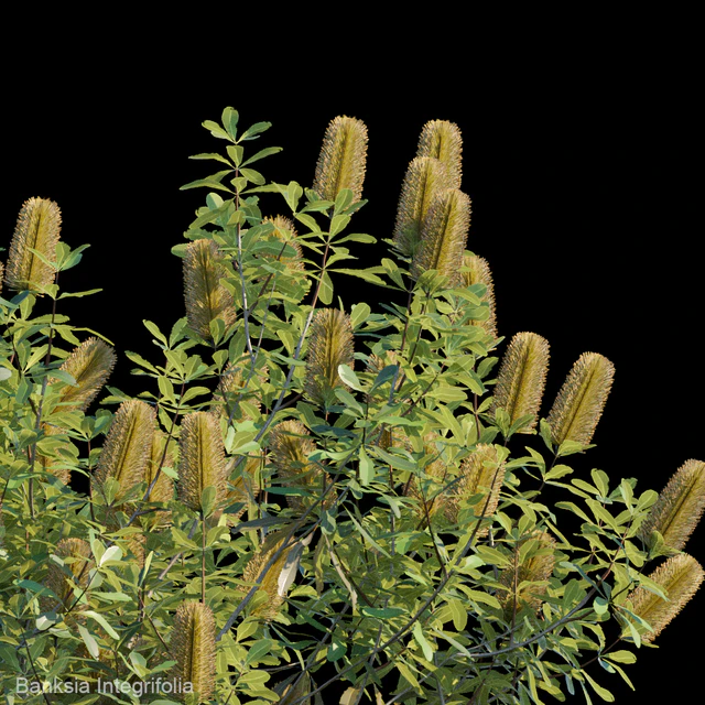 Banksia Integrifolia — Скачать