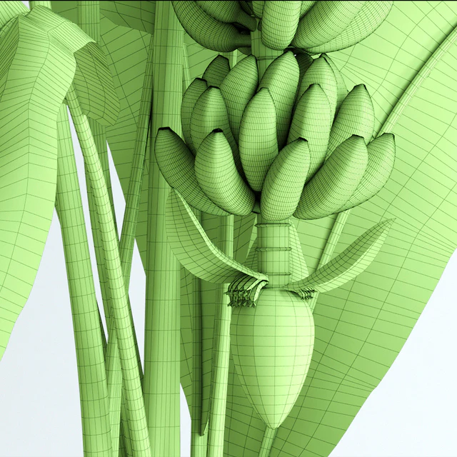 Banana tree with moss — Descargar