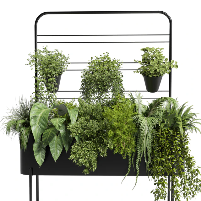 Collection Indoor plant 69 Auckland Black Metal Flower Box plant ivy fern pots — Скачать