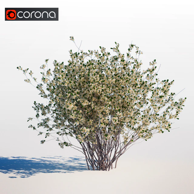Amelanchier canadensis — Descargar
