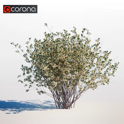 Amelanchier canadensis — Ver 1