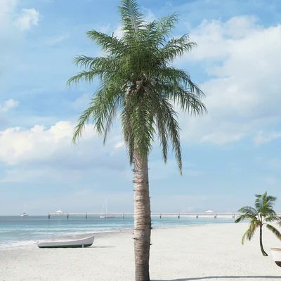 palm trees 023 — Descargar