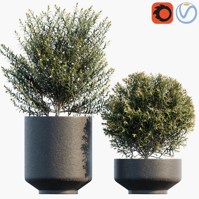 Plant in pots #31 — Скачать