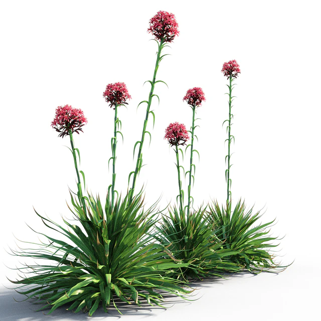 Gymea Lily / Doryanthes excelsa — Скачать