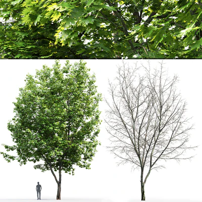 Acer — Ver 2