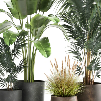 Decorative small Banana palm in a metal pot Strelitzia, Howea. Set 964. — Ver 2