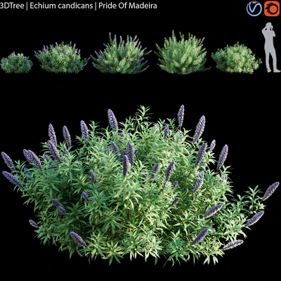 Echium candicans | Pride of madeira — Ver 1
