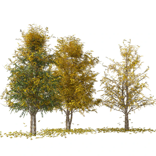 Fall Water birch Trees — Descargar