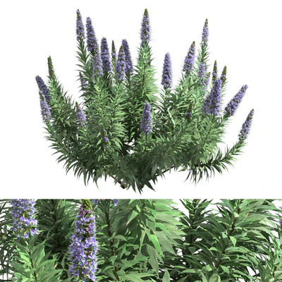 Pride of Madeira - Echium candicans — Ver 1
