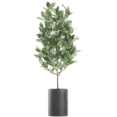 A collection of small ornamental trees in concrete black pots with ficus elastic handles. Set 609. — Ver 4