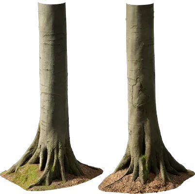 beech tree trunk 004 — Скачать