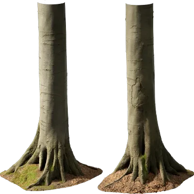 beech tree trunk 004 — Скачать