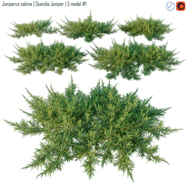 Juniperus sabina | Scandia juniper — Descargar