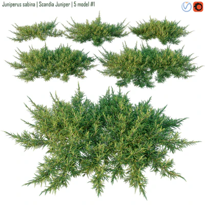 Juniperus sabina | Scandia juniper — Descargar