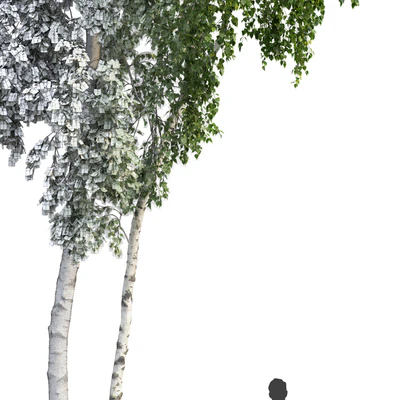 Betula # 6 (14.5m) — Ver 3