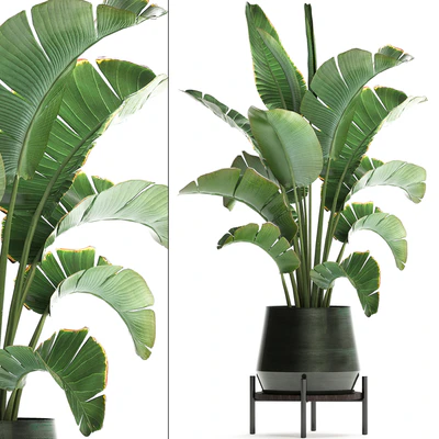 Beautiful lush decorative Banana palm in a modern luxury pot on legs with strelitzia, indoor banana. Set 446. — Ver 1
