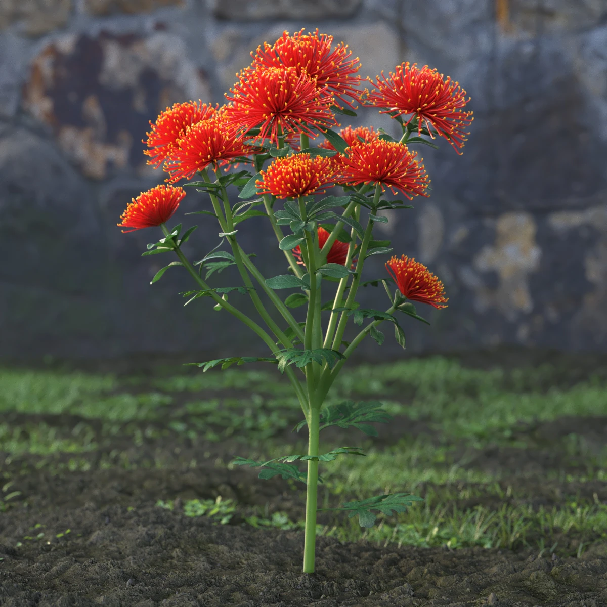 garden flowers 006 — Descargar
