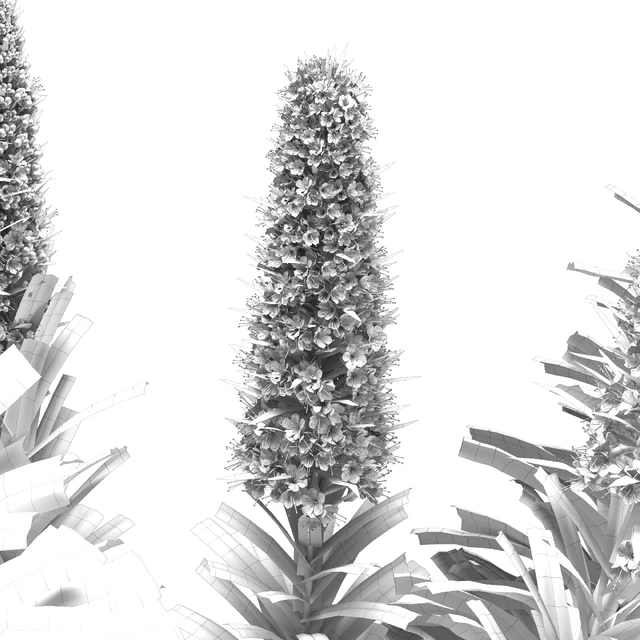 Pride of Madeira - Echium candicans — Descargar