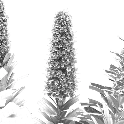 Pride of Madeira - Echium candicans — Ver 2