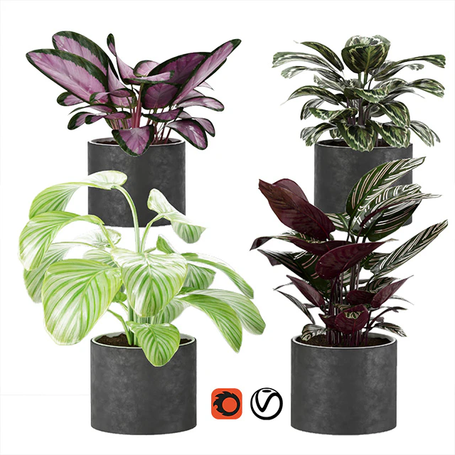 calathea Collection 3 — Descargar