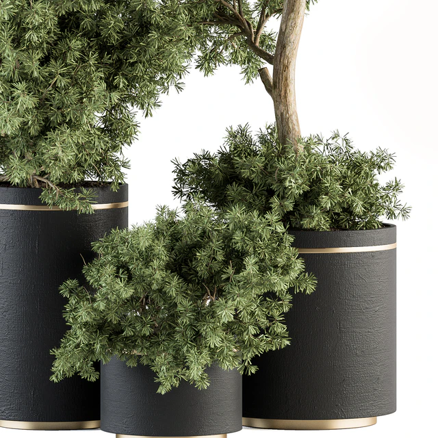 indoor Plant Set 344- Tree and Plant Set in pot — Скачать