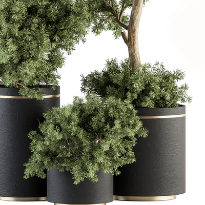 indoor Plant Set 344- Tree and Plant Set in pot — Вид 2