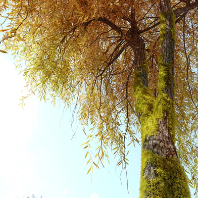 Weeping willow 5 — Вид 2