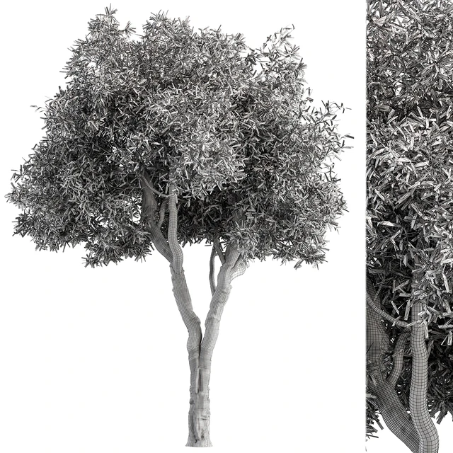 RedGum Tree - Tree Set 216 — Descargar