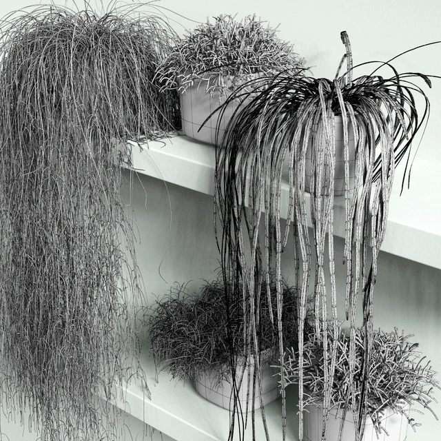 RHIPSALIS Set 01 — Descargar