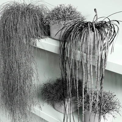 RHIPSALIS Set 01 — Ver 2