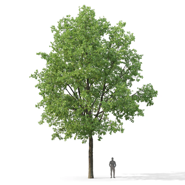 Oak — Descargar