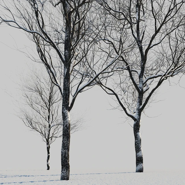 snow-covered trees — Descargar