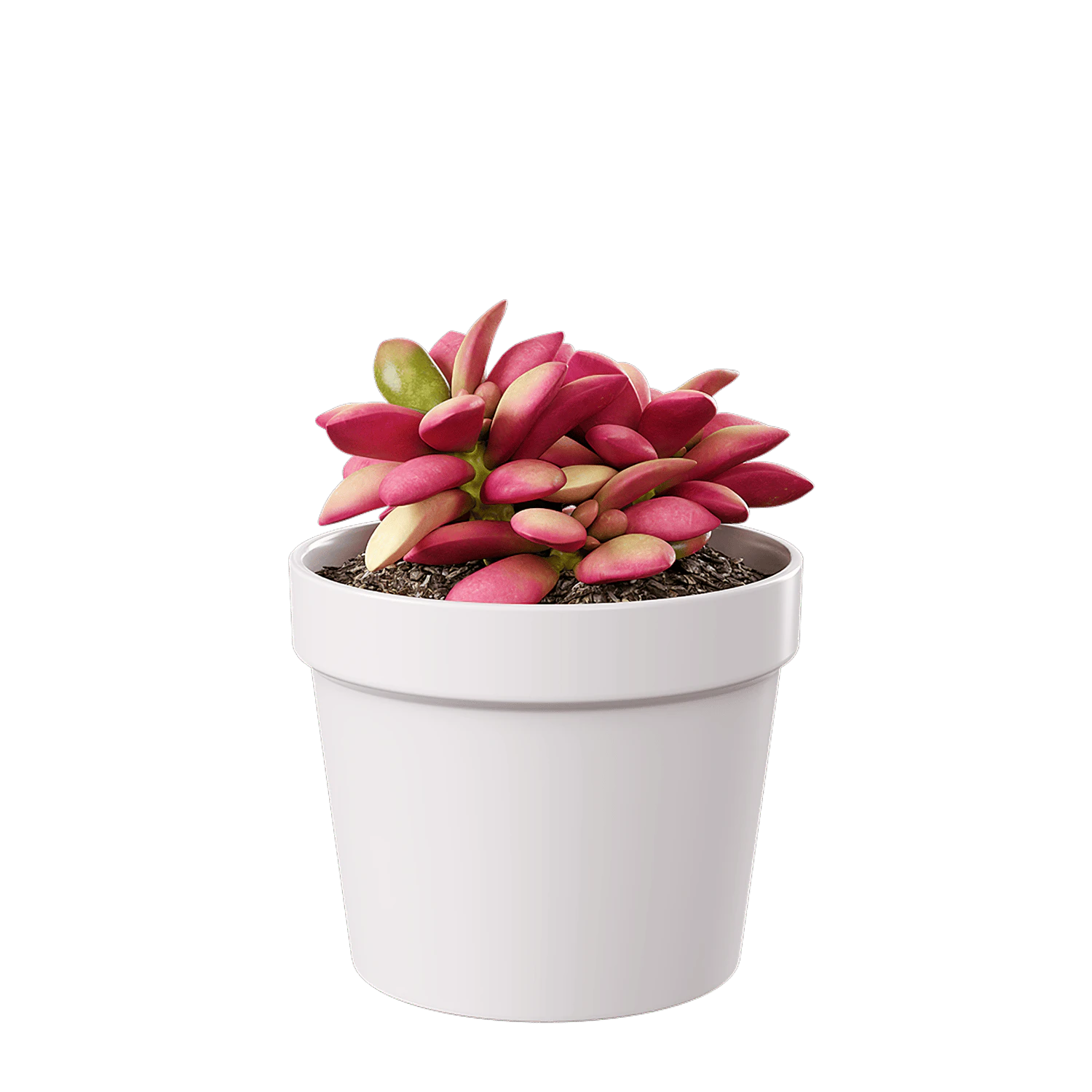 plant succulent sunrise — Скачать