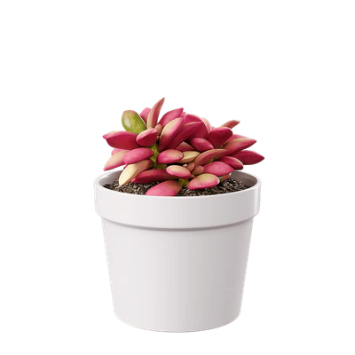 plant succulent sunrise — Скачать