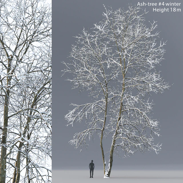 Winter Ash | Ash-tree winter # 4 (18m) — Download