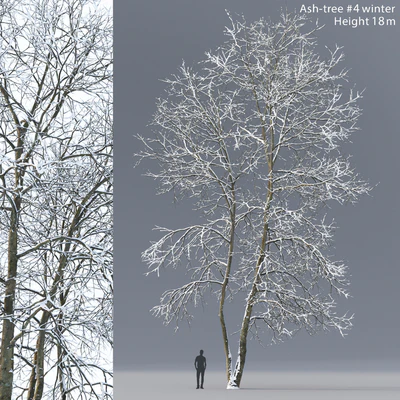 Winter Ash | Ash-tree winter # 4 (18m) — View 1