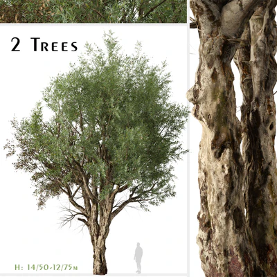 Set of Eucalyptus Camaldulensis Tree ( River Red Gum ) (2 Trees) — Вид 1