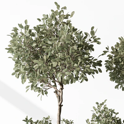 Indoor Plant 572 - European Olive — Ver 3