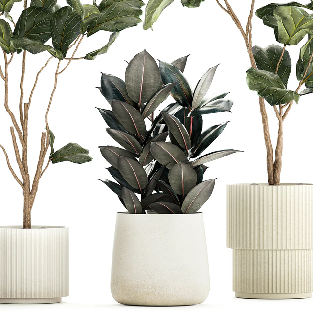 Set of beautiful trees in pots Ficus lyre, Ficus Lyrata and Ficus elastica, Ficus Robusta. 1244 — Descargar