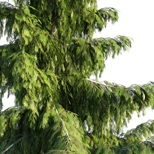Chamaecyparis Nootkatensis — Скачать