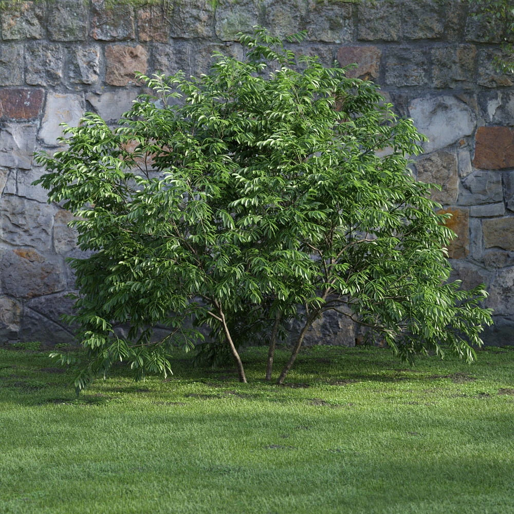 plants and bushes 029 — Descargar