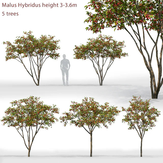 Malus Hybridus 1 — Скачать