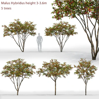 Malus Hybridus 1 — Вид 1