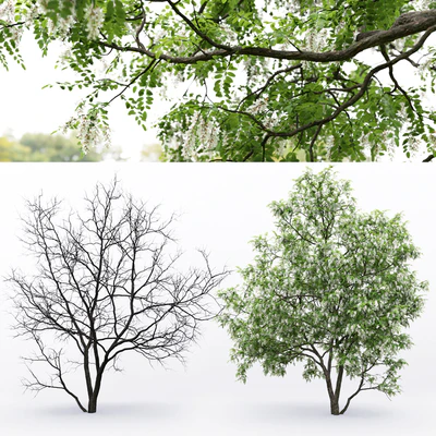 Белая акация | Robinia Pseudoacacia #5(9.5m) — Вид 2