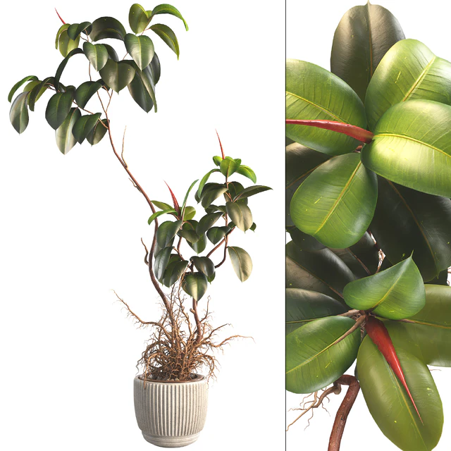 Bonsai Jungle Ficus Elastica Rubber Tree 339 — Descargar