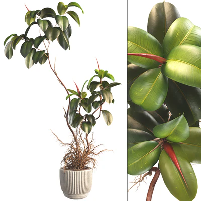 Bonsai Jungle Ficus Elastica Rubber Tree 339 — Ver 1