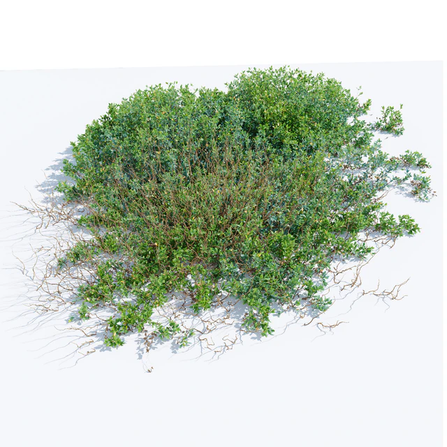 Vaccinium uliginosum — Скачать